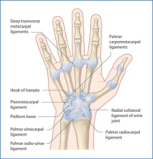 hand wrist preservation