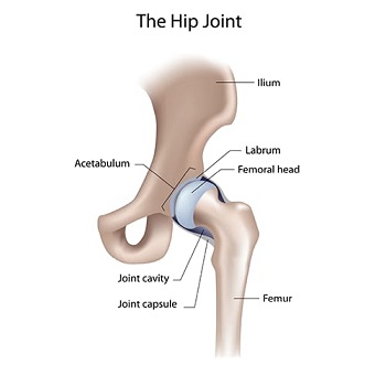 hip joint preservation